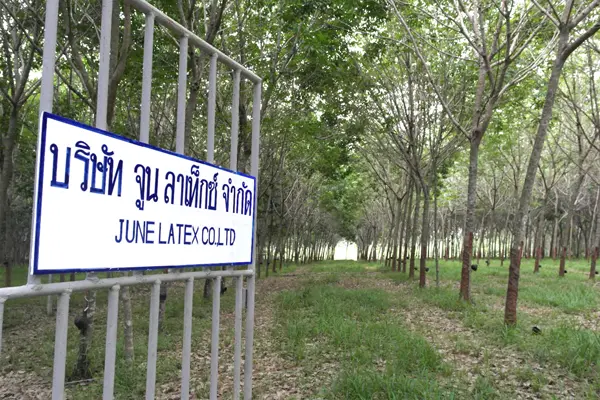 สวนยางพารา